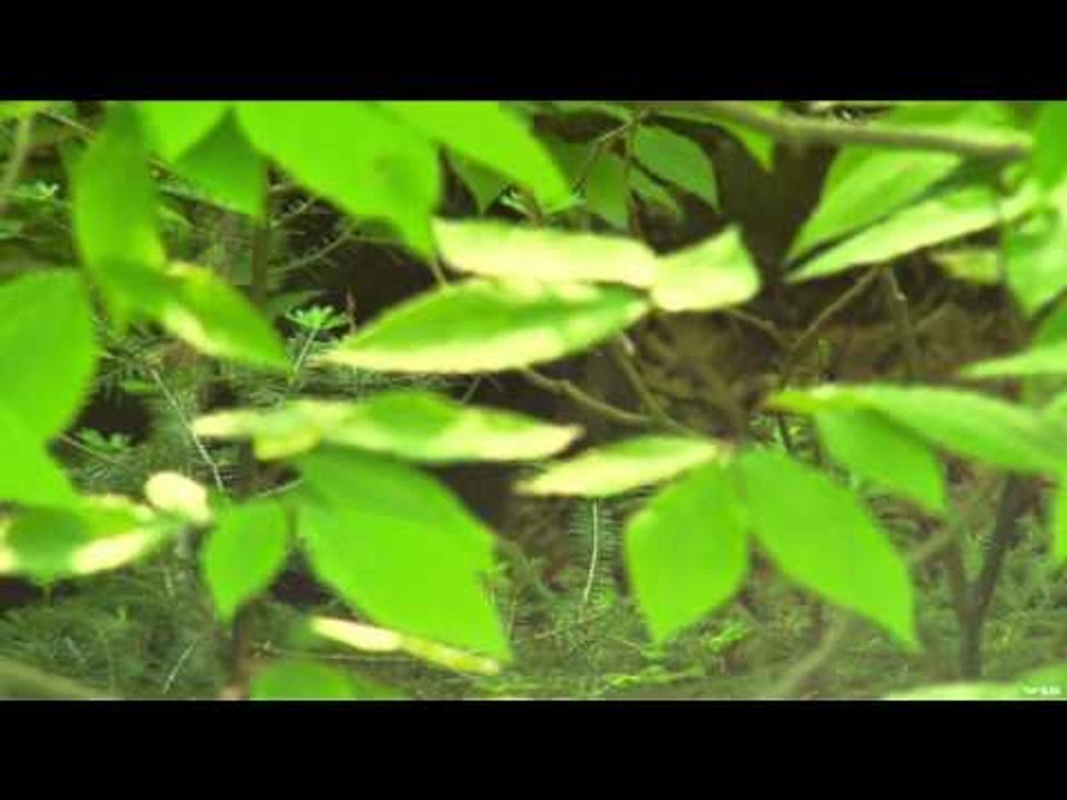 The Canadian Tradition - Black Flies and Black Bears