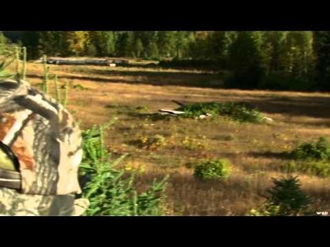 Hunting Canada and Beyond - BC Elk