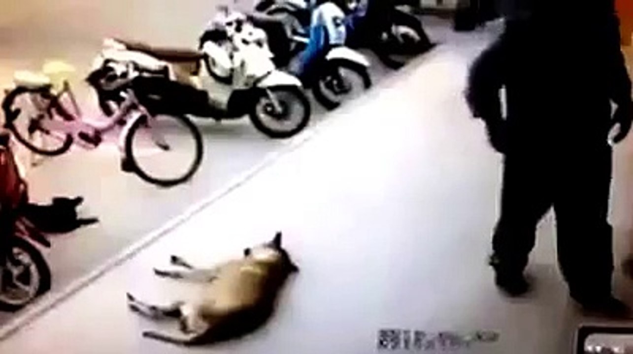 funny dog videos that will make you laugh so hard you cry or grin #21