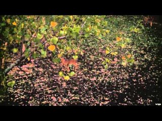 Fear No Evil - Trying to Shoot an Elk with a Slug Gun