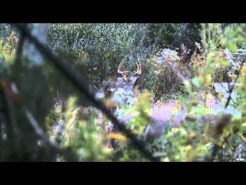 Relentless Pursuit - Clint's Honey Hole n' Babe