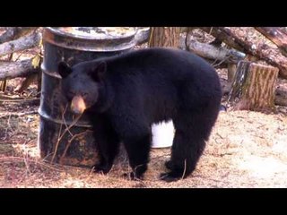 The Hunting Chronicles - Saskatchewan Black Bear