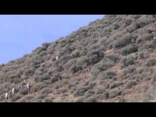 M2D Camo's Livin' the Dream - The Sheep Boys