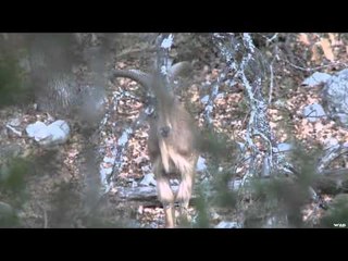 Easton Bowhunting TV - Texas Aoudad