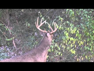 Relentless Pursuit  - Luey