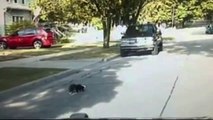 Animal Control Gets Skunk Sprayed