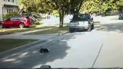 Animal Control Gets Skunk Sprayed