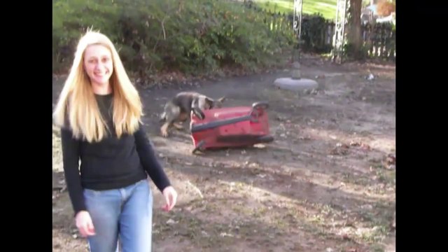 German Shepherds Are Awesome: Compilation