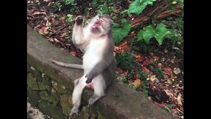 Monkey Picks Its Nose