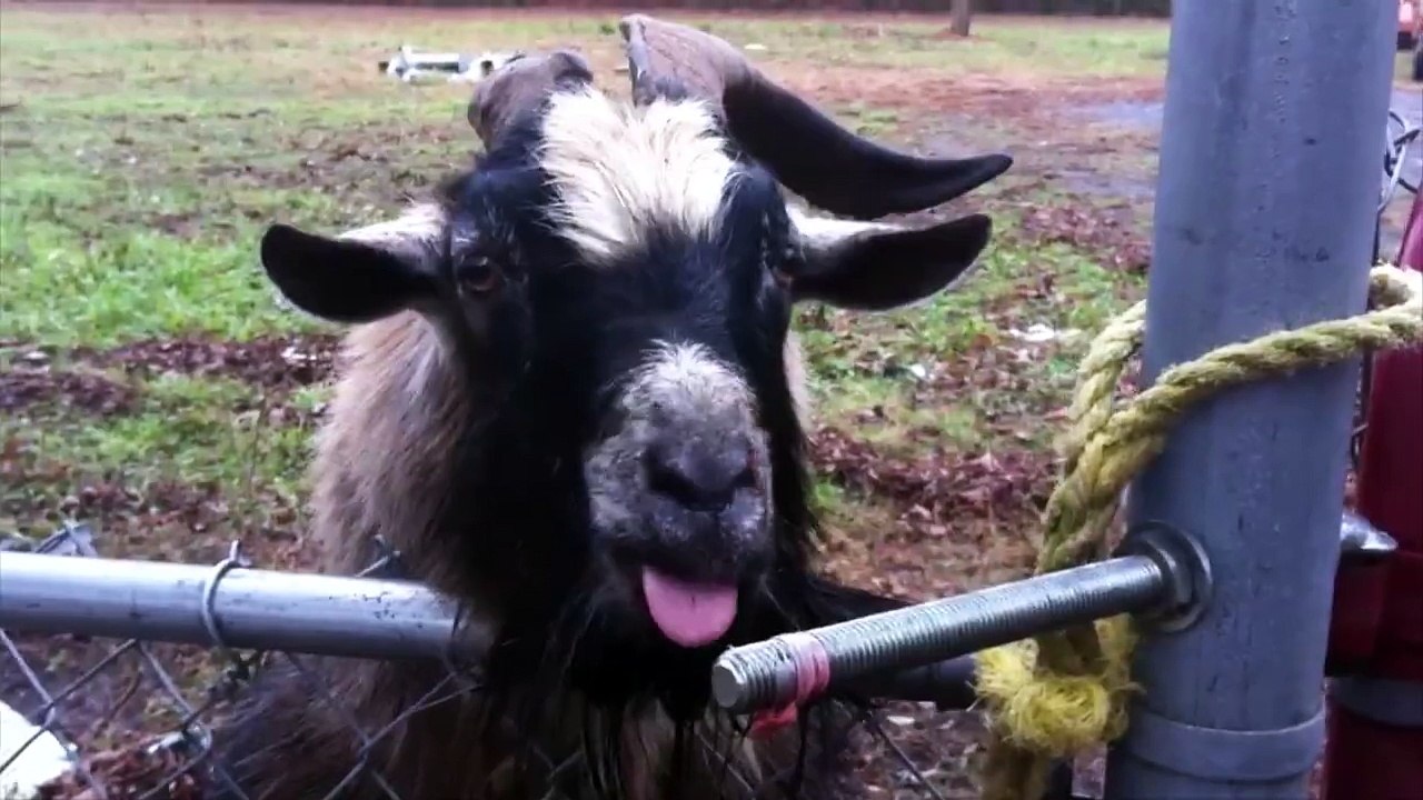 Odd pets make the best pets