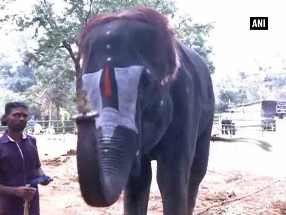 Elephant in TN plays mouth organ, amuses people