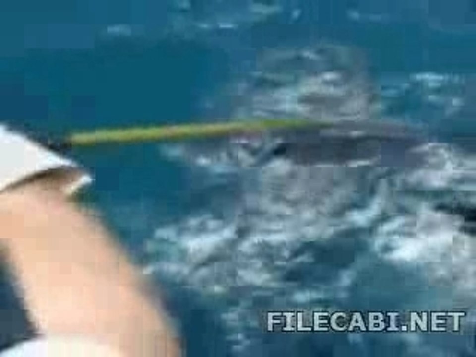 Peche Requin Shotgun