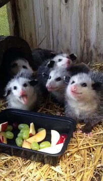 They are eating with great seriousness! Adorable Opossums