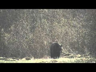 Realtree Outdoors - Texas Turkey