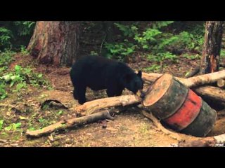 Canada in the Rough  - Fly-In Bears in Algoma Country