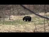 The Real Canadian Joes - Central Alberta Archery Black Bear Hunt