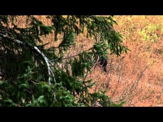 The Bear Whisperer - The Alaskan Mountain Bruins Conclusion