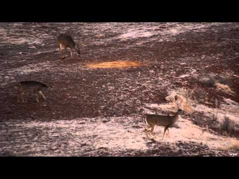 Where in the World is Colorado Buck? - Trace's Deer Hunt in Texas