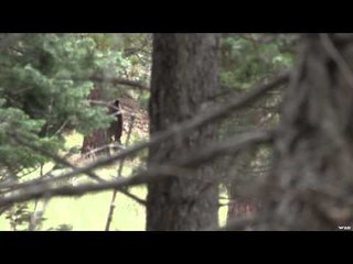 Hollywood Hunter - Stick to Your Guns