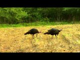 Primos - The Truth About Hunting - Turkeys in Michigan
