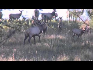 Easton Bowhunting TV - Two Giant Elks for Two Hunters