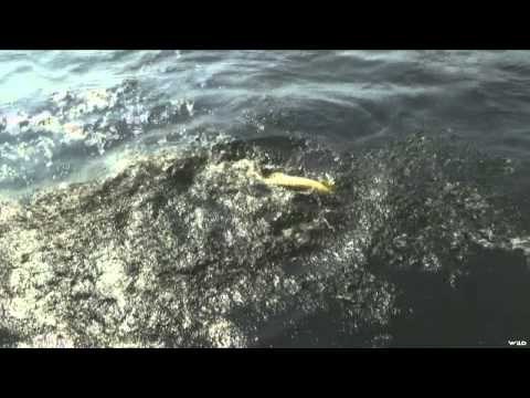 Maximum Limit Fishing - Blanchford Grand Slam