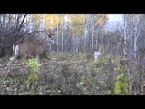 M2D Camo's Livin' the Dream - Canada Deer