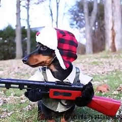 Av köpeği böyle olur :D hahahah
