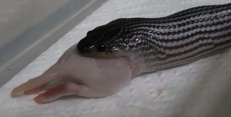 Snake Devours Baby Rat in One Gulp