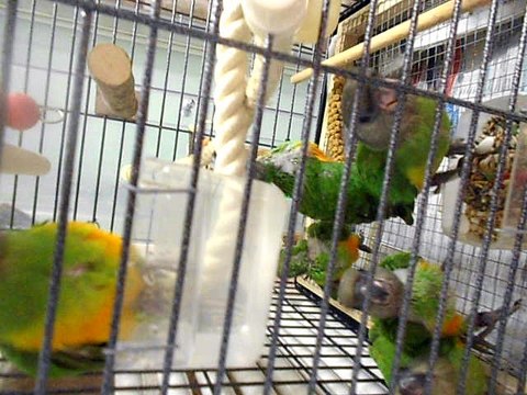 les bébés youyou en février2016