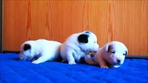 Three Absolutely Adorable Puppies - First Steps for Dog Lovers!