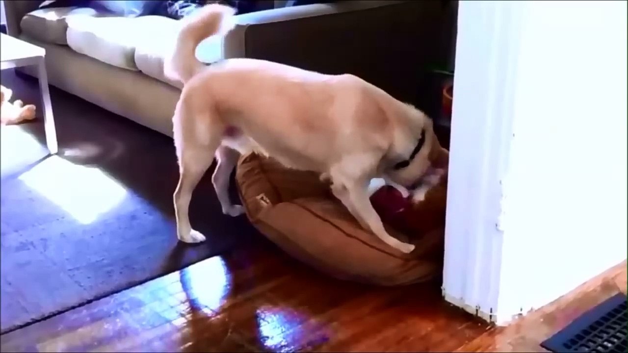 Sexual games - Love Between Dog and Cat