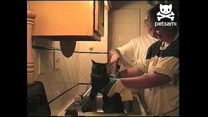 Cat hangs on for dear life when he is threatened with a bath