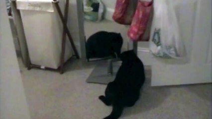 Cat Hates His Own Reflection