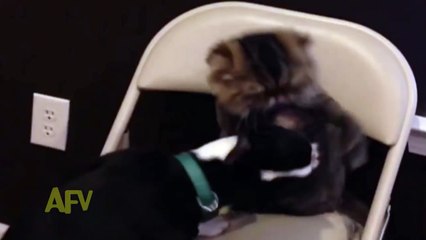 Cat Having a Bad Hair Day Just Wants to Be Left Alone