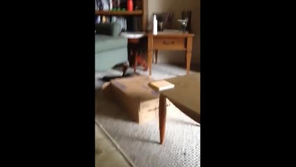 Cat Jumps into Box