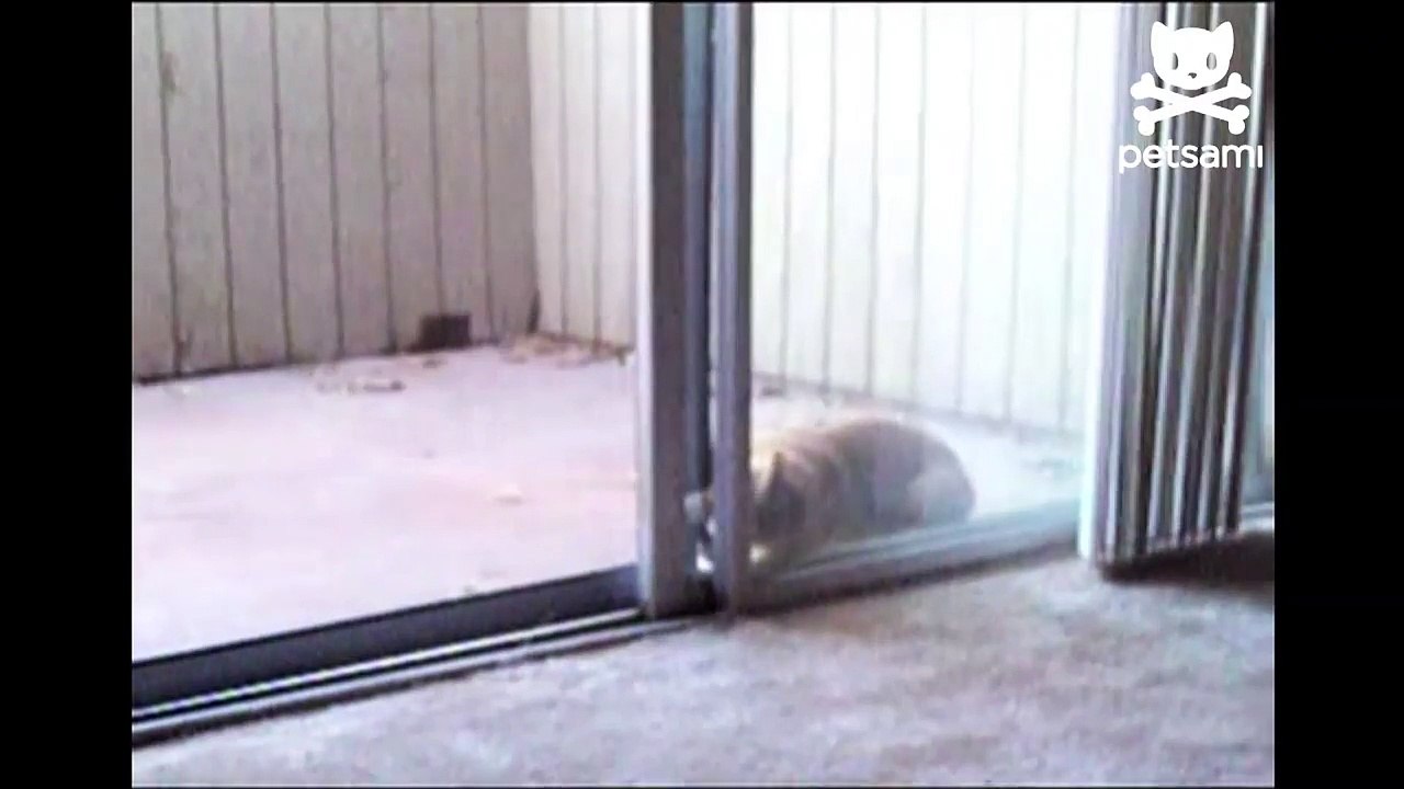 Cat open screen door