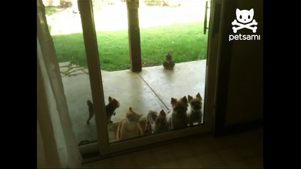 Cat opens door for puppies