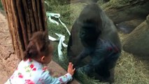 Küçük Kıza Orta Parmakla Hareket Çekmesini Öğreten Terbiyesiz Goril