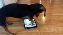 Minik Patileriyle Tablette Oyun Oynamaya Çalışan Köpek