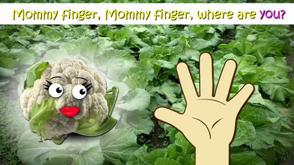 Cabbage Finger Family Nursery Rhymes Lyrics