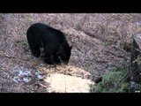 M2D Camo's Livin' the Dream - Alberta Spring Bears