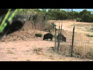 Hunting with HECS - Texas Bow and Arrow Javelina