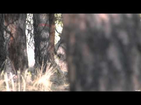 Hunting with HECS - Oregon Archery Elk Adventure