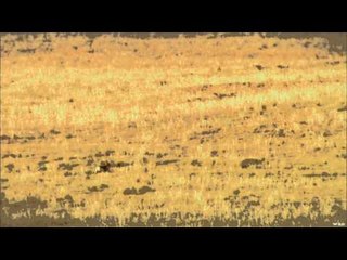 FOXPRO Furtakers - Utah