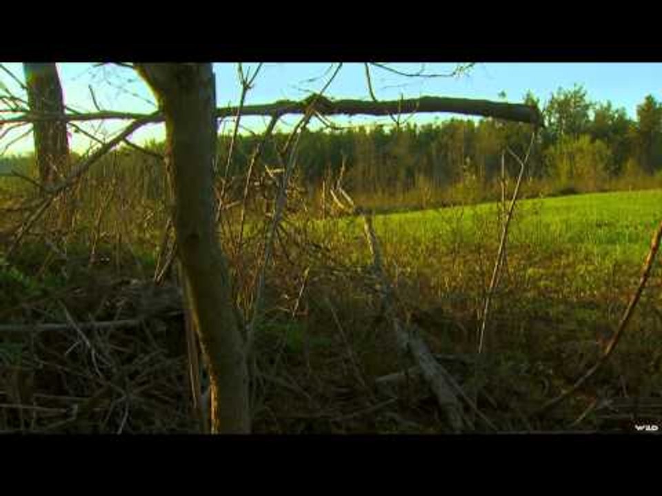 Primos - The Truth About Hunting - Turkeys in Kentucky