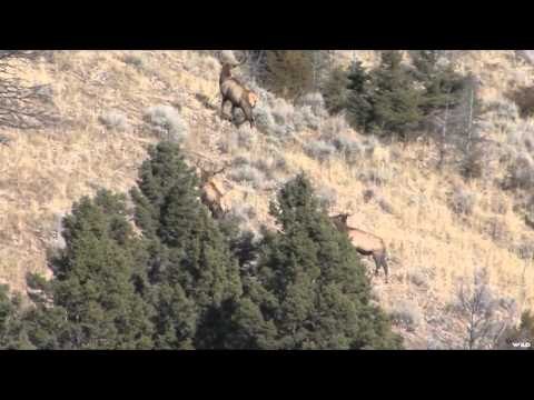 Into High Country - Montana Elk and Idaho Whitetail