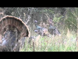 Hunting with HECS - Texas Bow and Arrow Turkeys