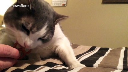 Who knew cats like eating pretzels?