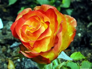 красивые цветы